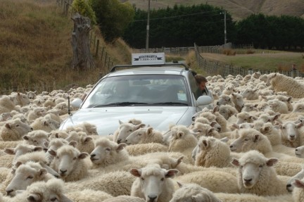 Una foto gallery per Black Sheep