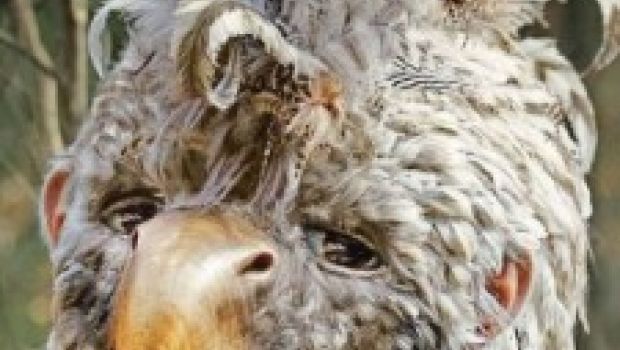 Pioggia di scene inedite per Nel paese delle Creature Selvagge