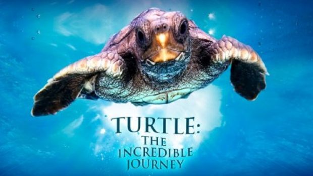 L’incredibile viaggio della tartaruga: trailer italiano, originale, foto e locandine