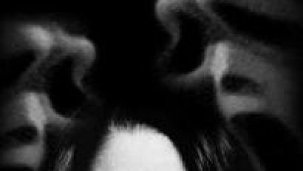 Wes Craven (quasi) conferma che dirigerà Scream 4