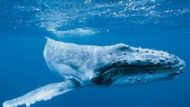 Il CercaFilm – La baia delle balene