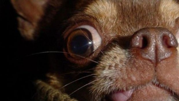 Indovinate il film dal cane