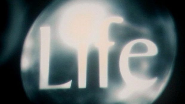 Life: da stasera, 14 luglio 2010 su Rete 4, lo spettacolo della natura in un grande documentario BBC