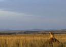 African Cats – Il regno del coraggio: foto e trailer italiano