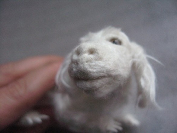 Falkor in miniatura: immagini