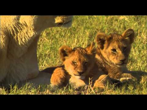 The Last Lions (2011) – Official Trailer [HD]