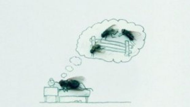 Il CercaFilm – Il galeotto che mangia mosche