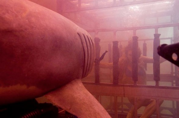 Shark Night 3D: nuove foto