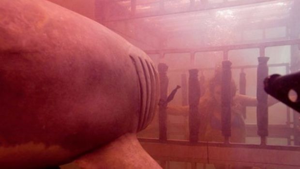 Shark Night 3D: nuove foto