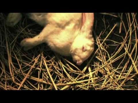 Rabbit Horror 3D – Trailer