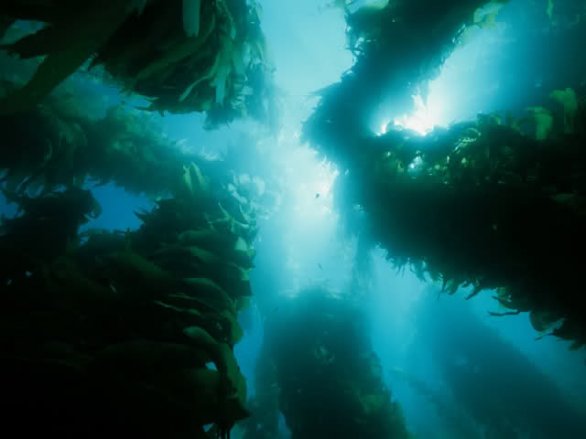 James Cameron: in Avatar 2 ci si focalizzerà sugli oceani di Pandora