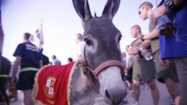 Il CercaFilm: c’era un asino che giocava a football