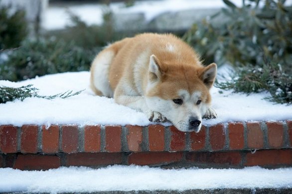 Hachiko il tuo migliore amico soundtrack: la colonna sonora che aumenta l’emozione