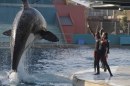 Un sapore di ruggine e ossa: trailer sottotitolato e immagini