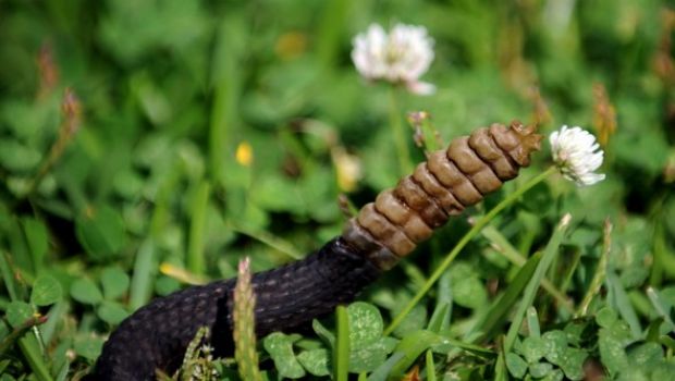 Nella terra dei serpenti a sonagli: su Discovery Channel alla caccia dei pericolosi predatori