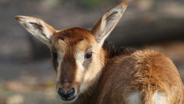 Dalle macchie europee alle savane africane: su Caccia e Pesca alla scoperta della natura selvaggia