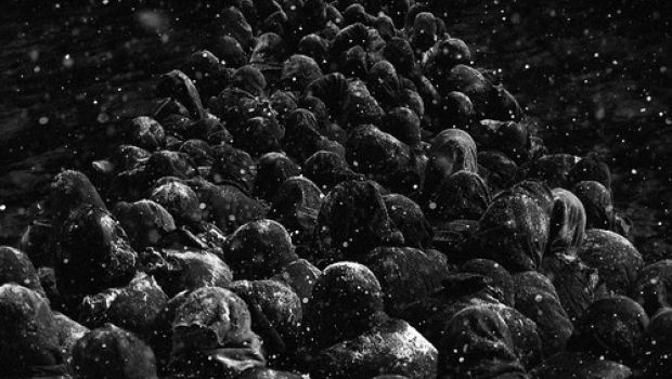 Roma 2012: 1942 di Feng Xiaogang è il primo film a sorpresa