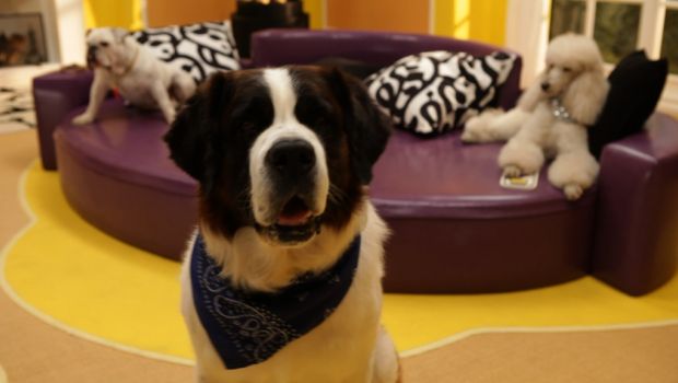 Doggywood, il talent show a quattro zampe su Disney Channel