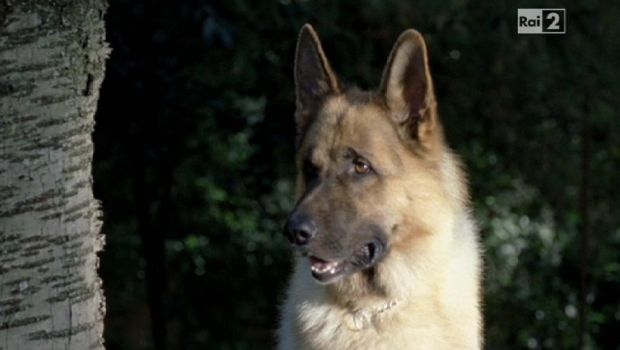 Il commissario Rex: in autunno la sedicesima stagione con un nuovo cane, Achi