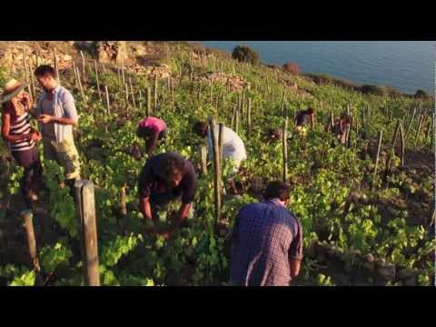 TRAILER UN’INSOLITA VENDEMMIA