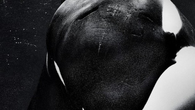 Blackfish – trailer del documentario sull’orca “assassina” Tilikum