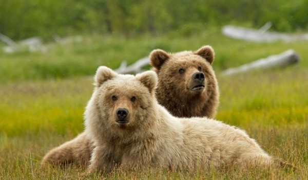 Bears: trailer e featurette del nuovo docufilm Disneynature