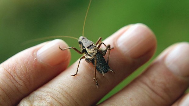 God’s Cricket Chorus, l’orchestra dei grilli cantanti è virale sul Web: audio e spiegazione