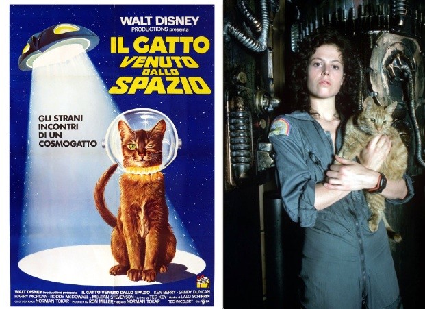 Miao, si gira!: il cinema festeggia la Festa del Gatto