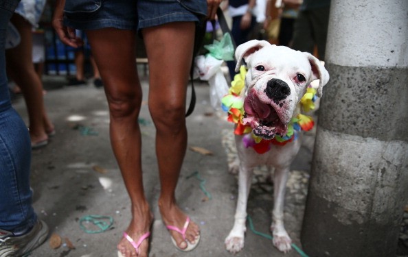 Festa del cane 28 aprile: cinque canzoni con protagonista il migliore amico dell’uomo