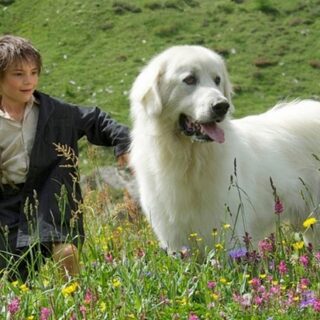 Da-Lassie-a-Belle-e-Sebastien-10-film-con-cani-da-grande-schermo