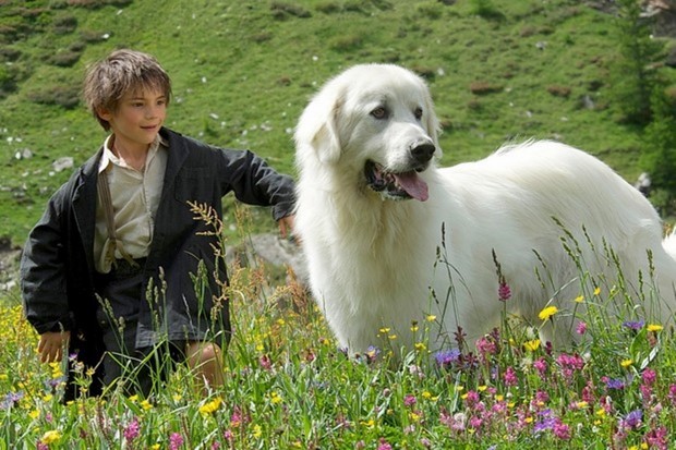 Da Lassie a Belle e Sebastien: 10 film con cani da grande schermo