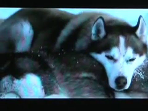 Tragic Dog Movies – Old Yeller, Eight Below, Red Fern +