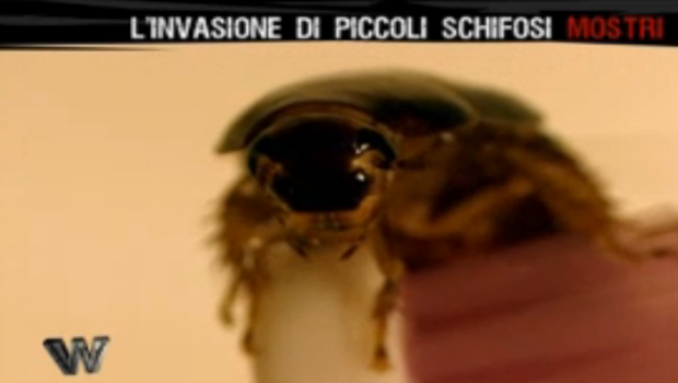 Wild, 17 aprile 2014: leoni, squali, freak e…quant’è bello fare zapping!