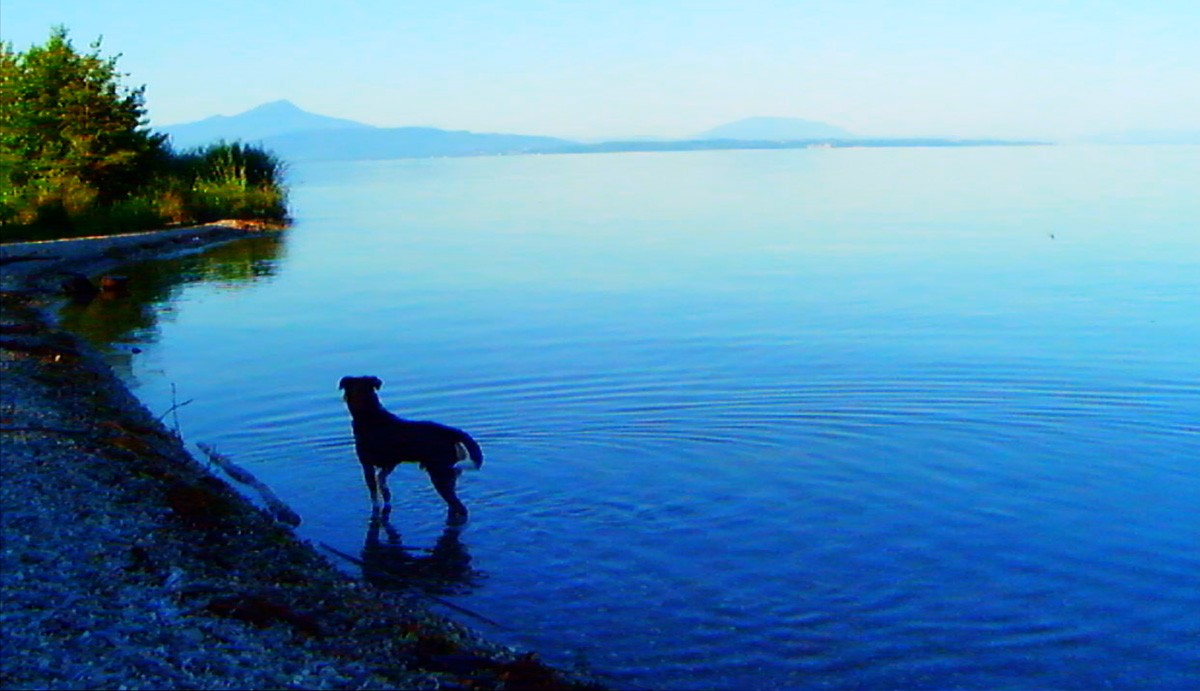 Addio al linguaggio – Adieu au Langage: recensione in anteprima del film di Jean-Luc Godard in concorso a Cannes 2014
