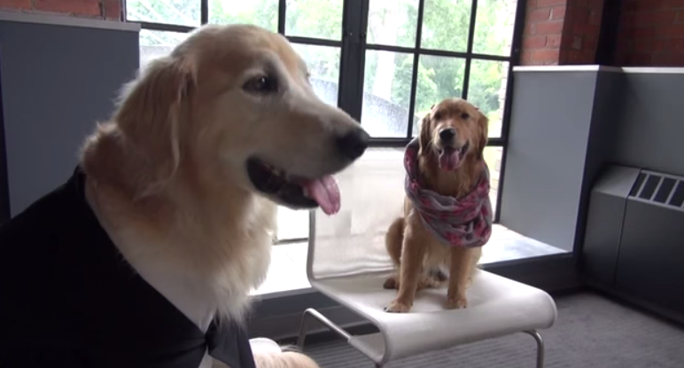Cinquanta Sfumature di Grigio: il trailer parodia con attori cani (Video)