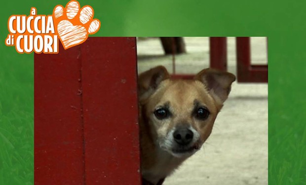 A cuccia di cuori, su La5 animali in attesa di un’adozione