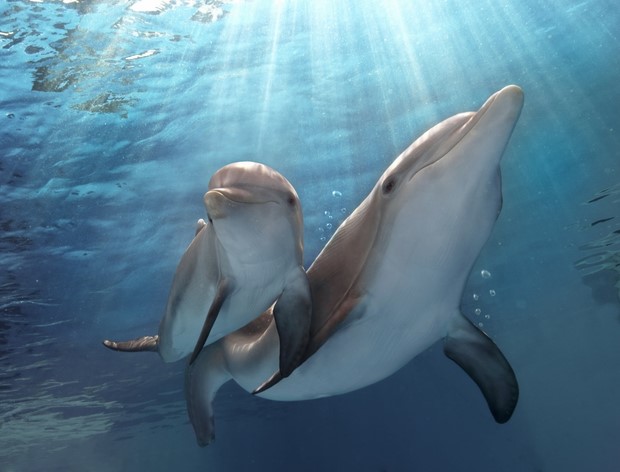 L’incredibile storia di Winter il delfino 2: la colonna sonora ufficiale