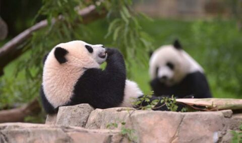 Wild Menu, su Focus un docu-reality sulla dieta degli animali