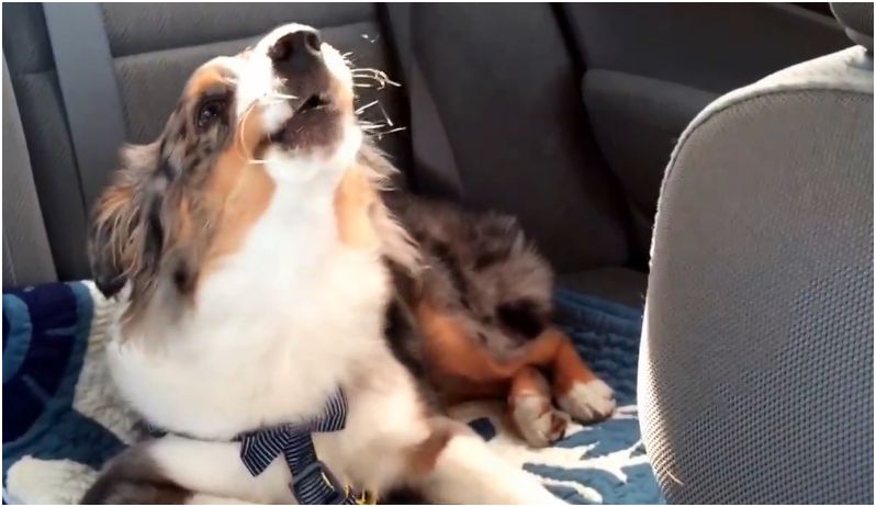 Let It Go batte Boom Clap: il cane ha sentenziato [video]