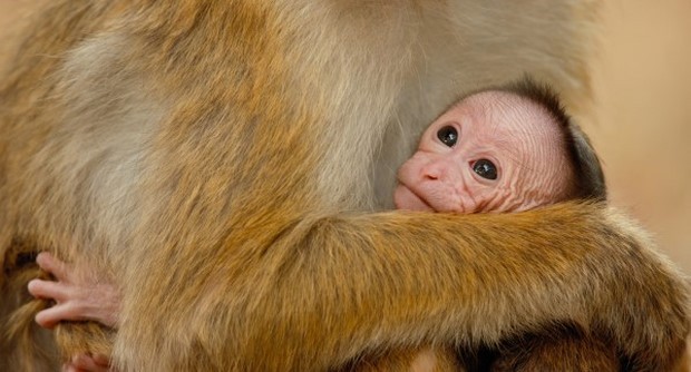 Monkey Kingdom – nuovo trailer del documentario Disneynature