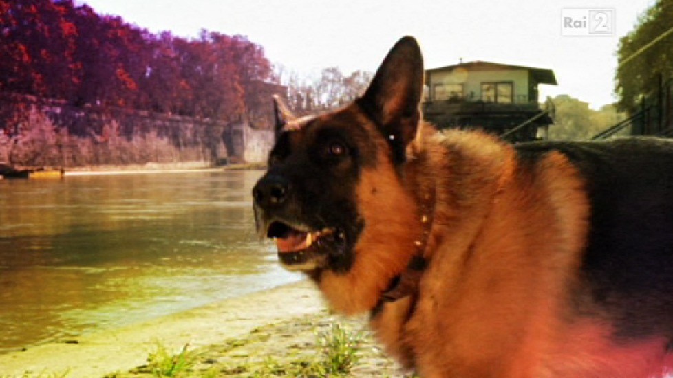 Rex 8