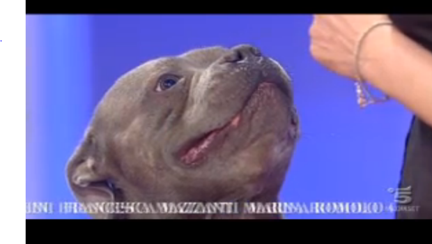 C’è posta per te puntata 14 marzo 2015: Belen Rodriguez, Stefano De Martino, Eleonora Abbagnato e Federico Balzaretti ospiti, tutte le storie