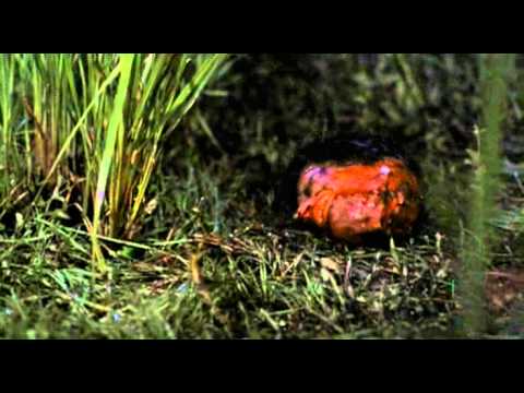 TEMPO INSTABILE con probabili schiarite – CLIP LITIGIO NOTTURNO HD
