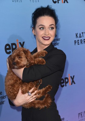 Katy Perry, numero di cellulare online per errore