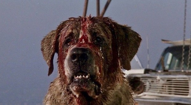 Cujo remake: annunciati titolo ufficiale, regista e protagonista