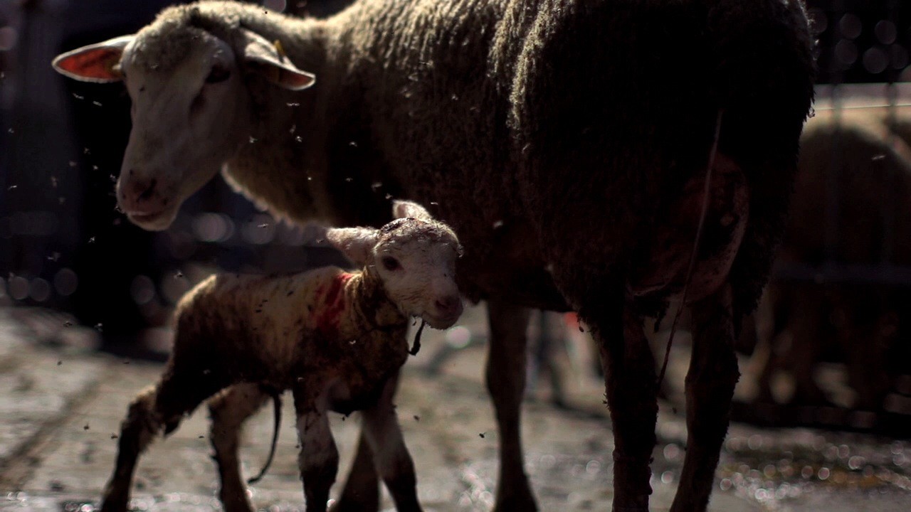 Transumanza – Transhumance