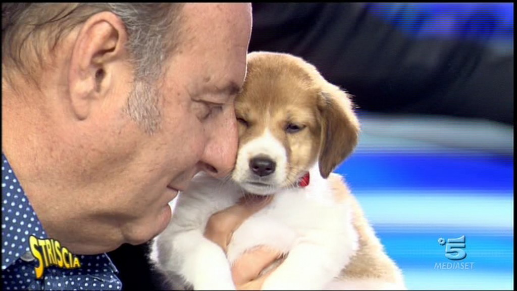 Striscia la notizia 2015: Gerry Scotti riporta il tg nei “binari della normalità”, il nuovo cane si chiama Imu (foto)