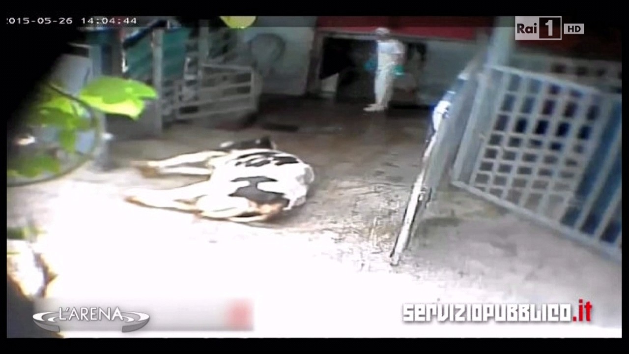 Servizio Pubblico su Rai 1: L’Arena rilancia l’inchiesta sul Macello degli Orrori