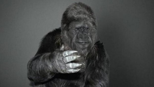 Star Wars 7: la recensione della gorilla Koko