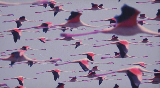Deftones, Prayers/Triangles: testo, traduzione e video